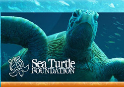 sea turtle foundation